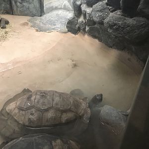 Aldabra giant tortoise male