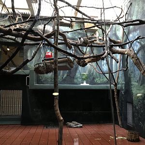 Two toed sloth and pied tamarin