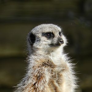 Meerkat (Suricata suricatta) at Hobbledown Adventure Farm Park and Zoo, England
