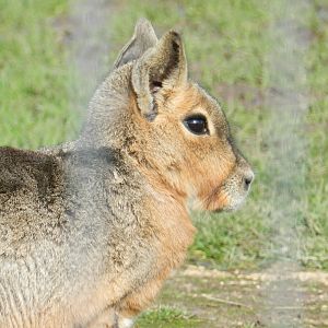 Patagonian mara (Dolichotis patagonum) at Hobbledown Adventure Farm Park and Zoo, England