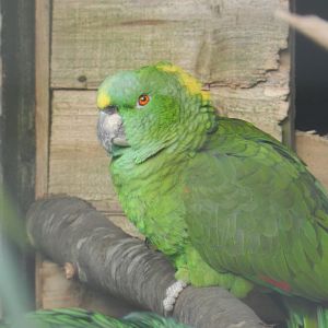 Yellow-Naped Amazon Parrot (Amazona auropalliata) at Hobbledown Adventure Farm Park and Zoo, England
