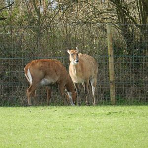 Nilgai (Boselaphus tragocamelus) at Hobbledown Adventure Farm Park and Zoo, England