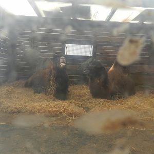 Bactrian Camel (Camelus bactrianus) at Hobbledown Adventure Farm Park and Zoo, England