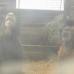 Bactrian Camel (Camelus bactrianus) at Hobbledown Adventure Farm Park and Zoo, England