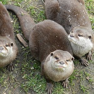 Asian Short-Clawed Otter (Aonyx cinereus) at Hobbledown Adventure Farm Park and Zoo, England