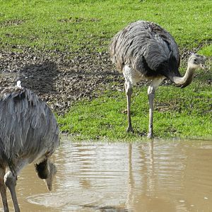Greater Rhea (Rhea americana) at Hobbledown Adventure Farm Park and Zoo, England