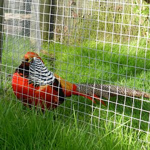 Golden Pheasant (Chrysolophus pictus) at Hobbledown Adventure Farm Park and Zoo, England