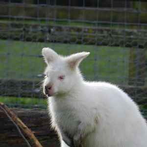 Red-Necked Wallaby (Macropus rufogriseus) at Hobbledown Adventure Farm Park and Zoo, England