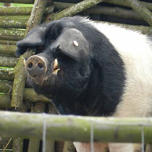 Domestic Bazna Pig (Sus scrofa domesticus*) at Hobbledown Adventure Farm Park and Zoo, England