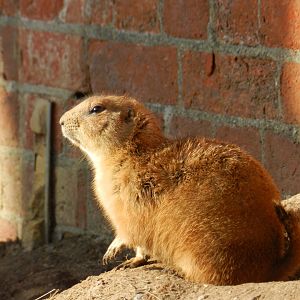 Black-Tailed Prairie Dog (Cynomys ludovicianus) at Hobbledown Adventure Farm Park and Zoo, England