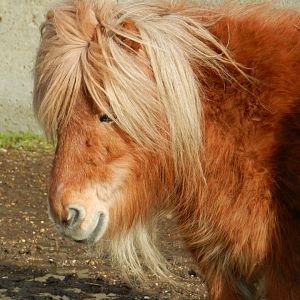Shetland Pony (Equus caballus) at Hobbledown Adventure Farm Park and Zoo, England