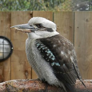 Laughing Kookaburra (Dacelo novaeguineae) at Ventura Wildlife Park, England