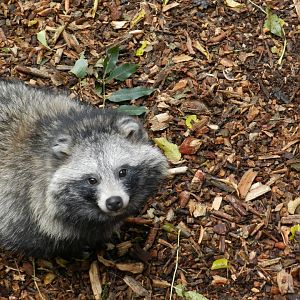 Raccoon Dog (Nyctereutes procyonoides) at Ventura Wildlife Park, England