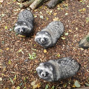 Raccoon Dog (Nyctereutes procyonoides) at Ventura Wildlife Park, England