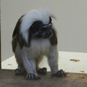Cotton-Top Tamarin (Saguinus oedipus) at Ventura Wildlife Park, England