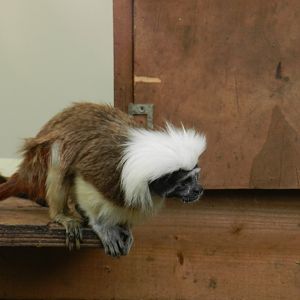 Cotton-Top Tamarin (Saguinus oedipus) at Ventura Wildlife Park, England