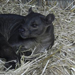 Fossa (Cryptoprocta ferox) at Ventura Wildlife Park, England