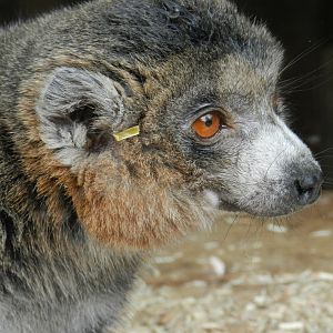 Mongoose Lemur (Eulemur mongoz) at Ventura Wildlife Park, England