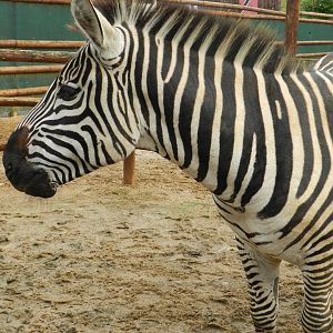 Grant's Zebra (Equus quagga boehmi) at Ventura Wildlife Park, England