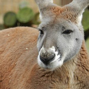 Red Kangaroo (Macropus rufus) at Ventura Wildlife Park, England