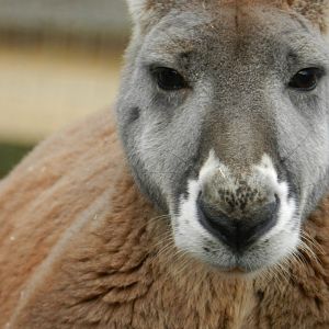 Red Kangaroo (Macropus rufus) at Ventura Wildlife Park, England