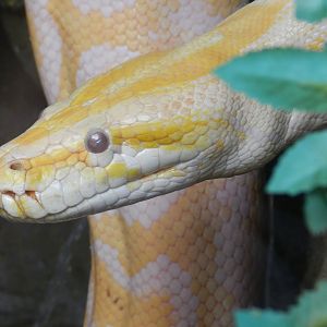 Burmese Python (Python bivittatus) at Ventura Wildlife Park, England