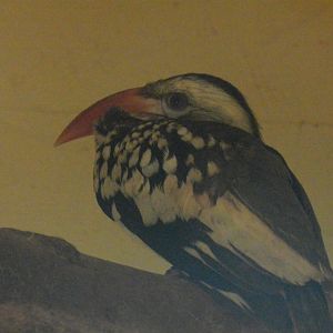 Red-Billed Hornbill (Tockus erythrorhynchus) at Ventura Wildlife Park, England