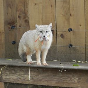 Corsac Fox (Vulpes corsac) at Ventura Wildlife Park, England