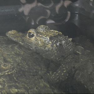 Dwarf Crocodile (Osteolaemus tetraspis) at Ventura Wildlife Park, England