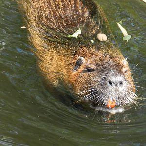 Nutria (Myocastor coypus) at Artis Royal Zoo, The Netherlands