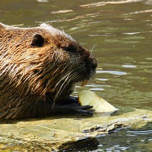 Nutria (Myocastor coypus) at Artis Royal Zoo, The Netherlands