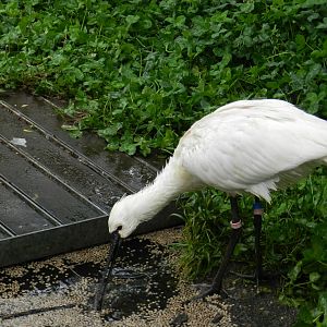 Common Spoonbill (Platalea leucorodia) at Artis Royal Zoo, The Netherlands