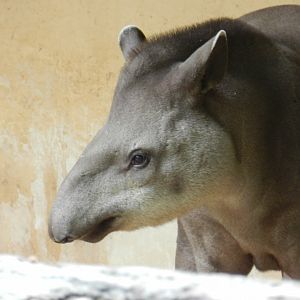 South American Tapir (Tapirus terrestris) at Artis Royal Zoo, The Netherlands