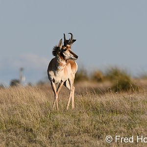 Chihuahuan pronghorn (wild)