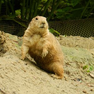 Black-Tailed Prairie Dog (cynomys ludovicianus) at Artis Royal Zoo, The Netherlands