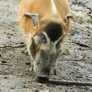 Red River Hog (Potamochoerus porcus) at Artis Royal Zoo, The Netherlands