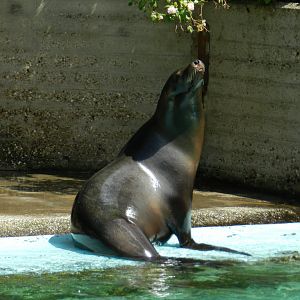California Sea Lion (Zalophus californianus) at Artis Royal Zoo, The Netherlands