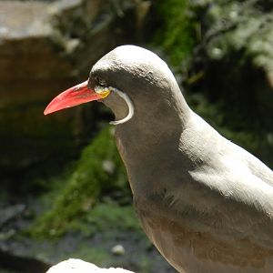 Inca Tern (Larosterna inca) at Artis Royal Zoo, The Netherlands