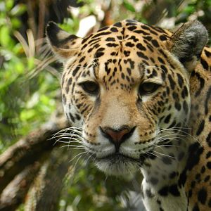 Jaguar (Panthera onca) at Artis Royal Zoo, The Netherlands