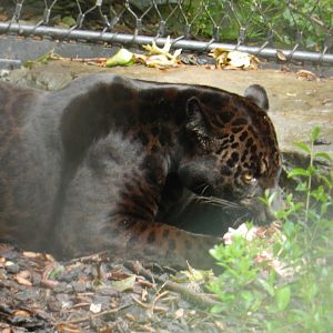Jaguar (Panthera onca) at Artis Royal Zoo, The Netherlands