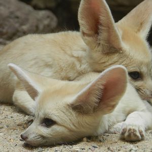 Fennec Fox (Vulpes zerda) at Artis Royal Zoo, The Netherlands
