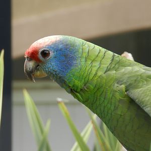 Red-Tailed Amazon (Amazona brasiliensis) at Artis Royal Zoo, The Netherlands