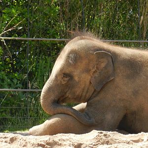 Asian Elephant (Elephas maximus) at Artis Royal Zoo, The Netherlands