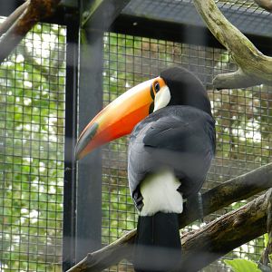 Toco Toucan (Ramphastos toco) at Artis Royal Zoo, The Netherlands