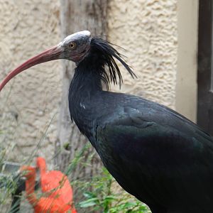 Northern Bald Ibis (Geronticus eremita) at Artis Royal Zoo, The Netherlands