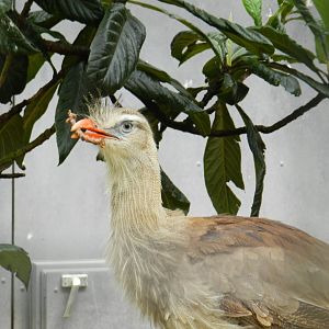 Red-Legged Seriema (Cariama cristata) at Artis Royal Zoo, The Netherlands