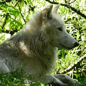 Arctic Wolf (Canis lupus arctos) at Artis Royal Zoo, The Netherlands