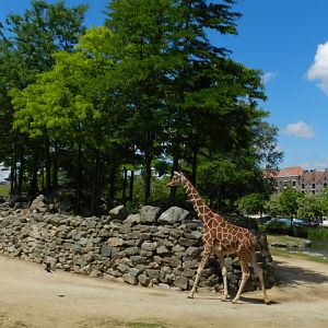 Reticulated Giraffe (Giraffa camelopardalis reticulata) at Artis Royal Zoo, The Netherlands