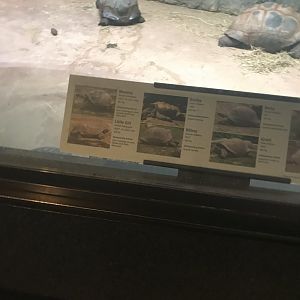 March 1,2020- Giant tortoise exhibit