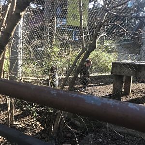 Southern ground hornbill and colobus monkey exhibit- 3-1-20